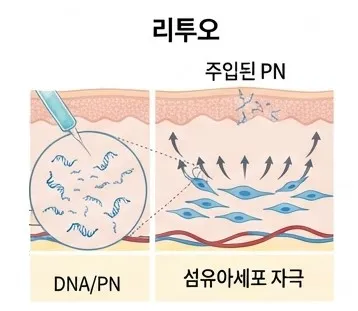 리투오의 DNA/PN 성분이 주입된 뒤 섬유아세포를 자극하는 과정을 나타낸 피부 단면 설명 이미지