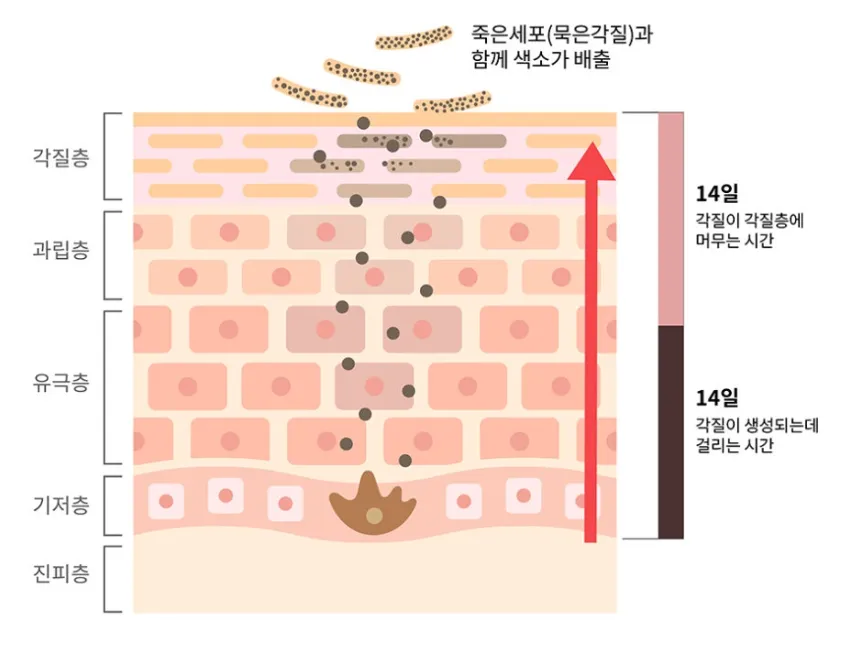 각질층·과립층·유극층·기저층을 거쳐 색소가 각질과 함께 배출되는 28일 피부 재생주기를 나타낸 설명 이미지